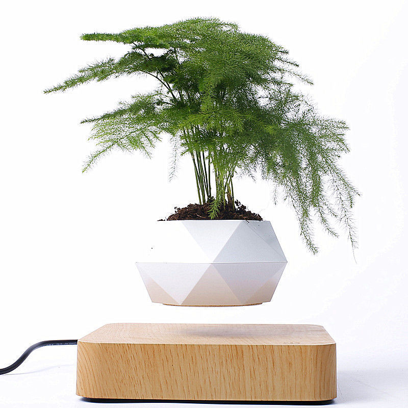 Magnetic Floating Bonsai Plant – Levitating Desk Décor Gift for Home & Office